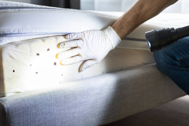 Best Emergency Pest Control  in Ridgeland, SC