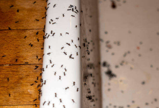 Professional Pest Control in Ridgeland, SC