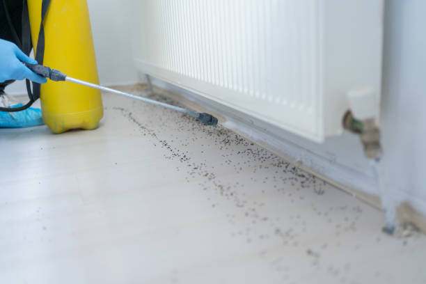 Best Flea Control Services  in Ridgeland, SC