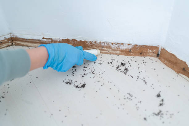 Professional Pest Control in Ridgeland, SC